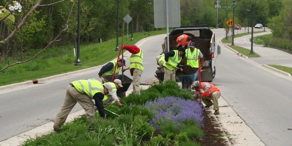 Finns employees in safety vests landscape a road median with greenery and purple flowers.