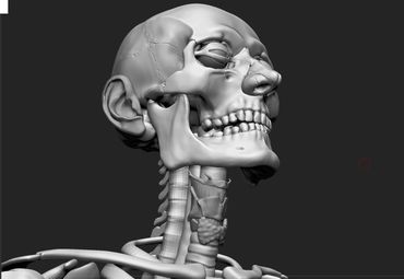 Male skeleton sculpt from CGMA online course "Facial Anatomy".