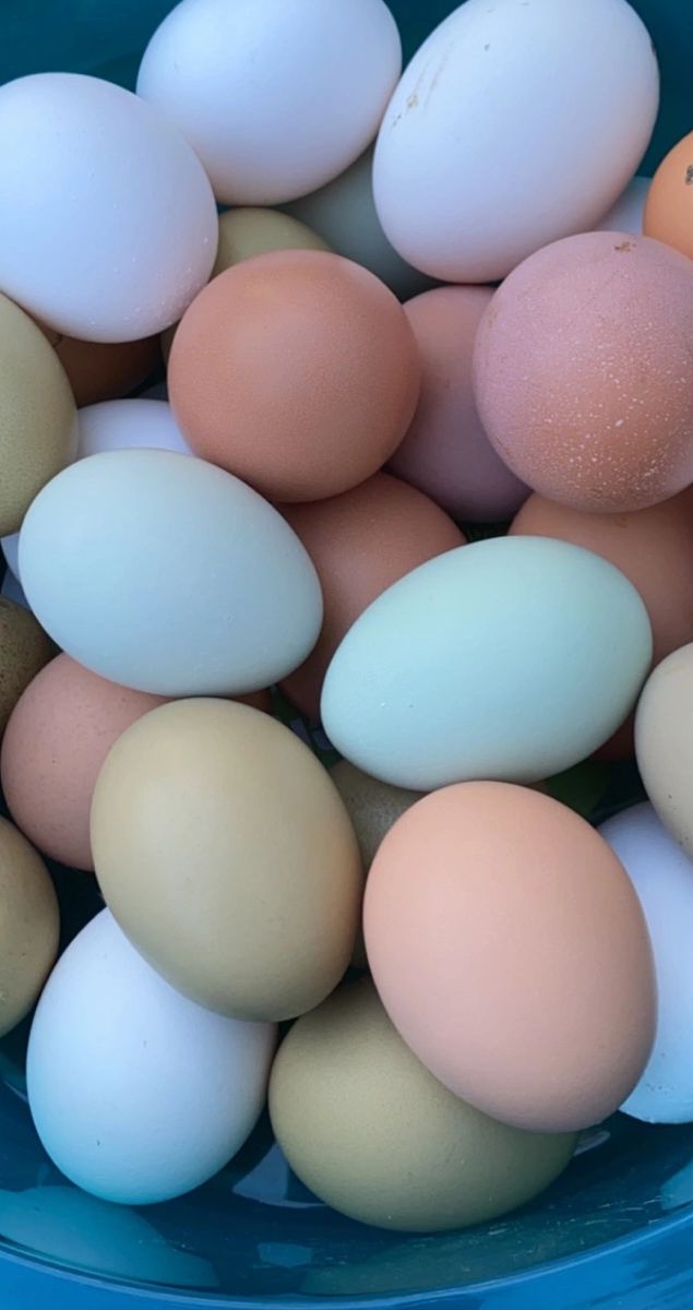 Farm Fresh Eggs for Sale