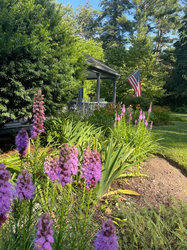 Front yard garden with purple flowers and American flag on porch.