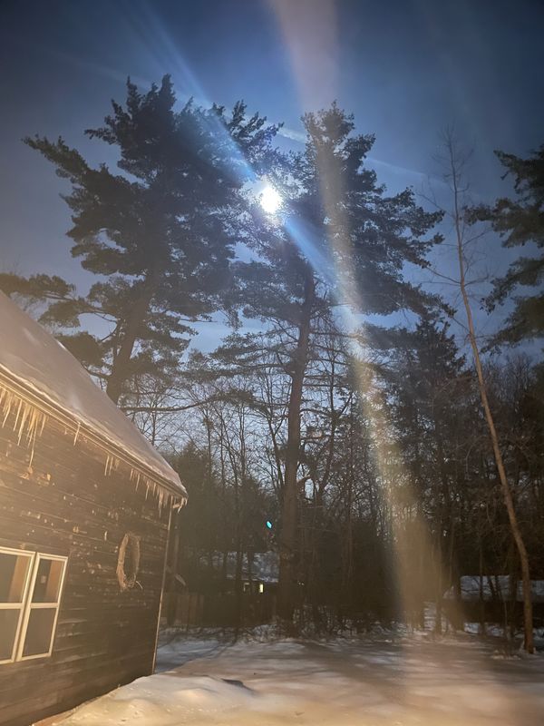 Moonlight shining through tall pine trees on a snowy winter night.