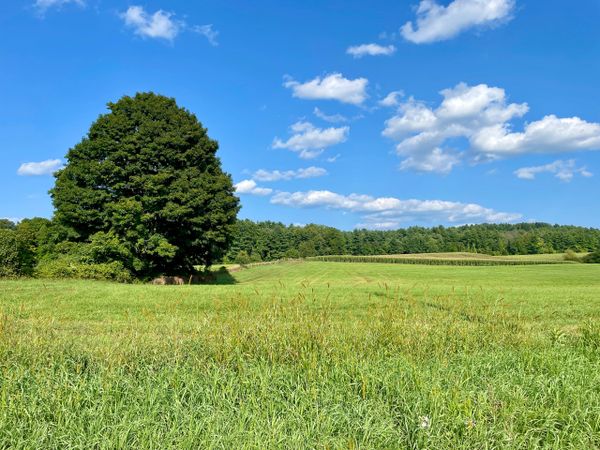 A large tree stands alone in a green field under a blue sky with scattered clouds.