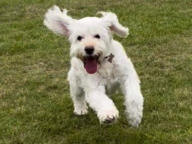 Dog friendly camp site with adjacent secure dog exercise field available to book separately