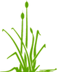 GREEN BORDERS