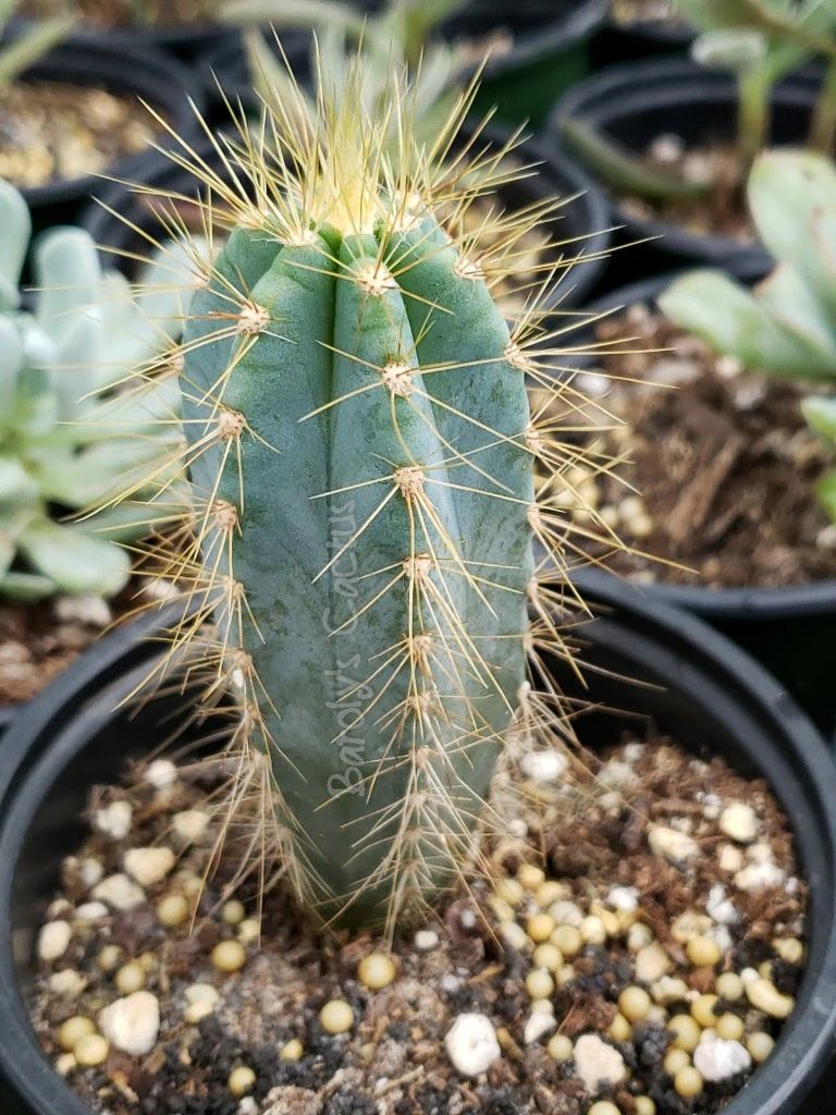 Cactus Azul Pilosocereus azureus