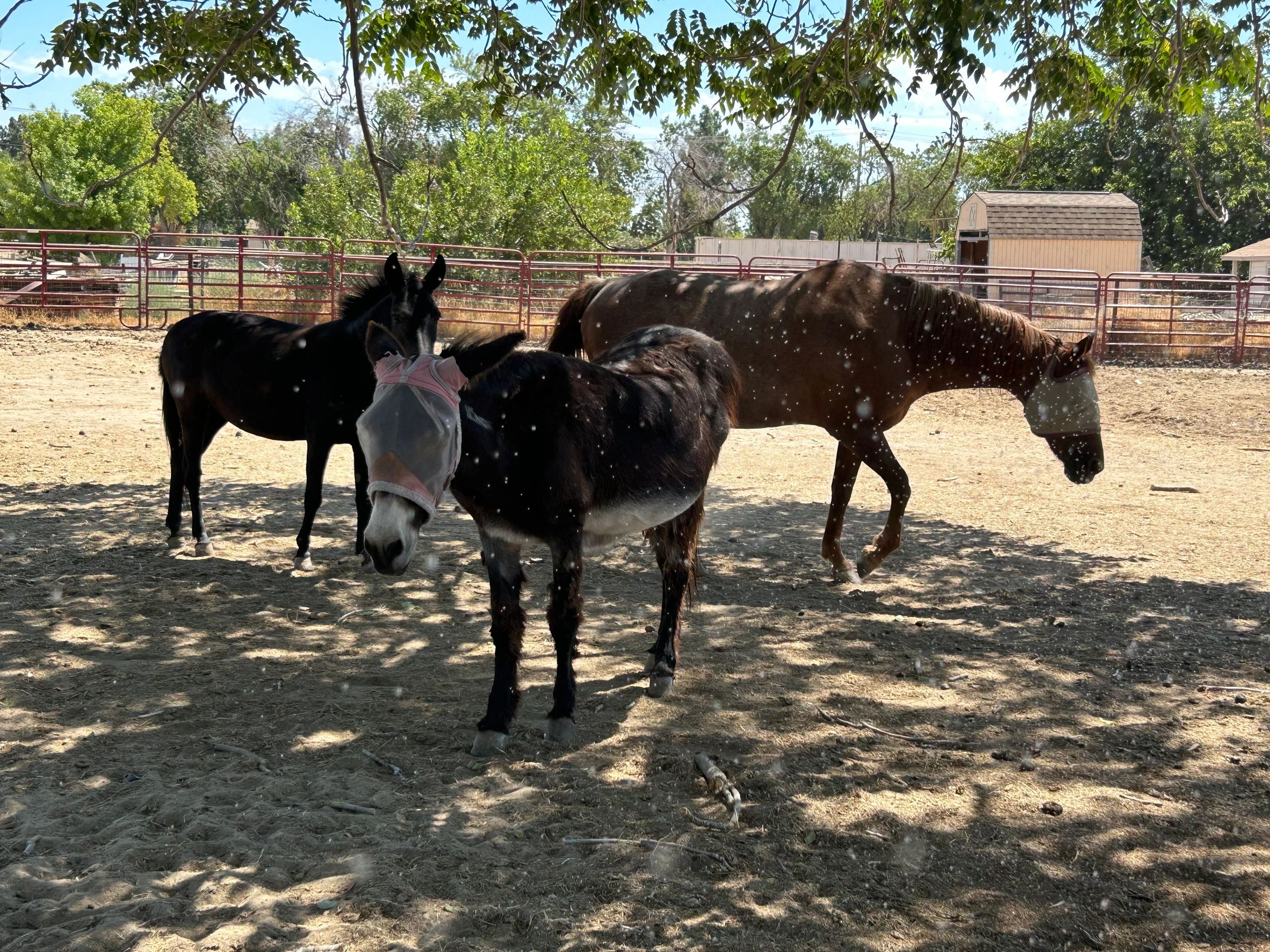 Rescued Equine enjoy shade on a hot day at
CARE Sanctuary