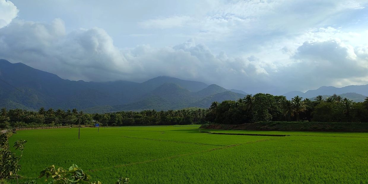 Lush green fields with mountains and cloudy sky in the background.