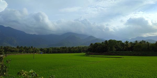 Lush green field with mountains and cloudy sky in the background.