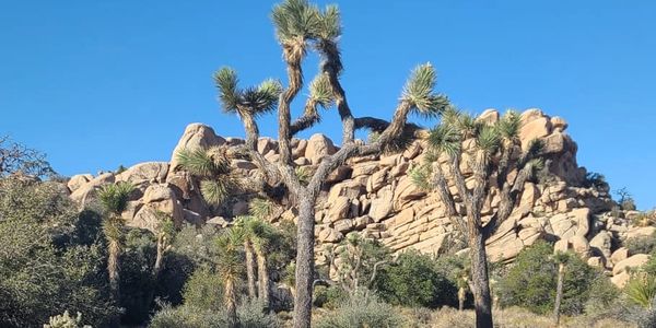 a photo of Joshua trees