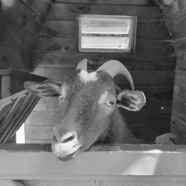 Goat looking over a wooden fence inside a barn.