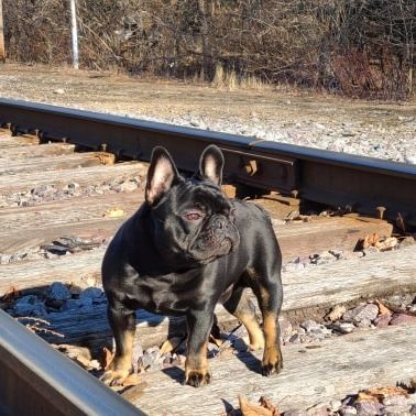 French Bulldog Studs Bullseye Bulldogs