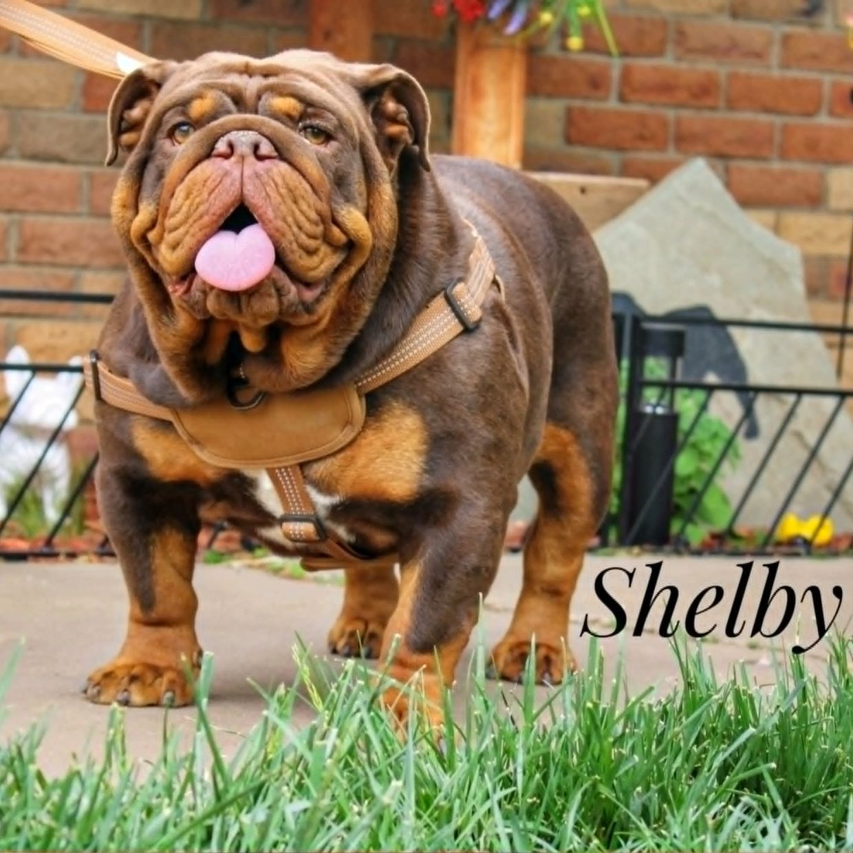 A brown bulldog named Shelby with its tongue out, standing outside.