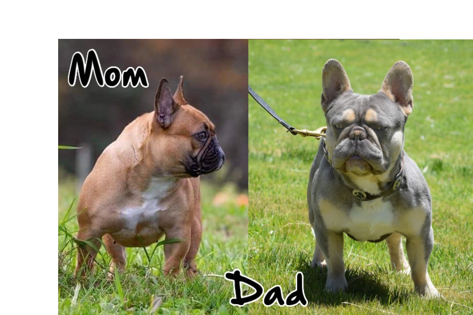 Female French Bulldogs Bullseye Bulldogs