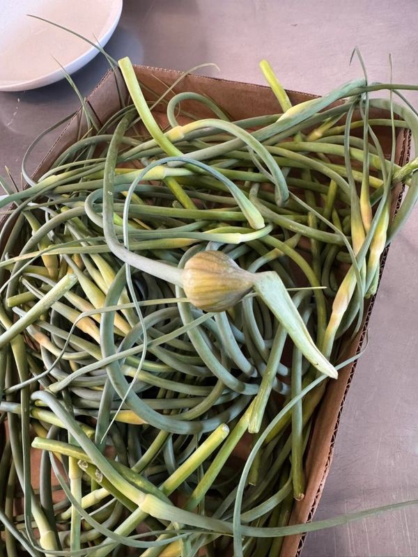 Box of fresh garlic scapes