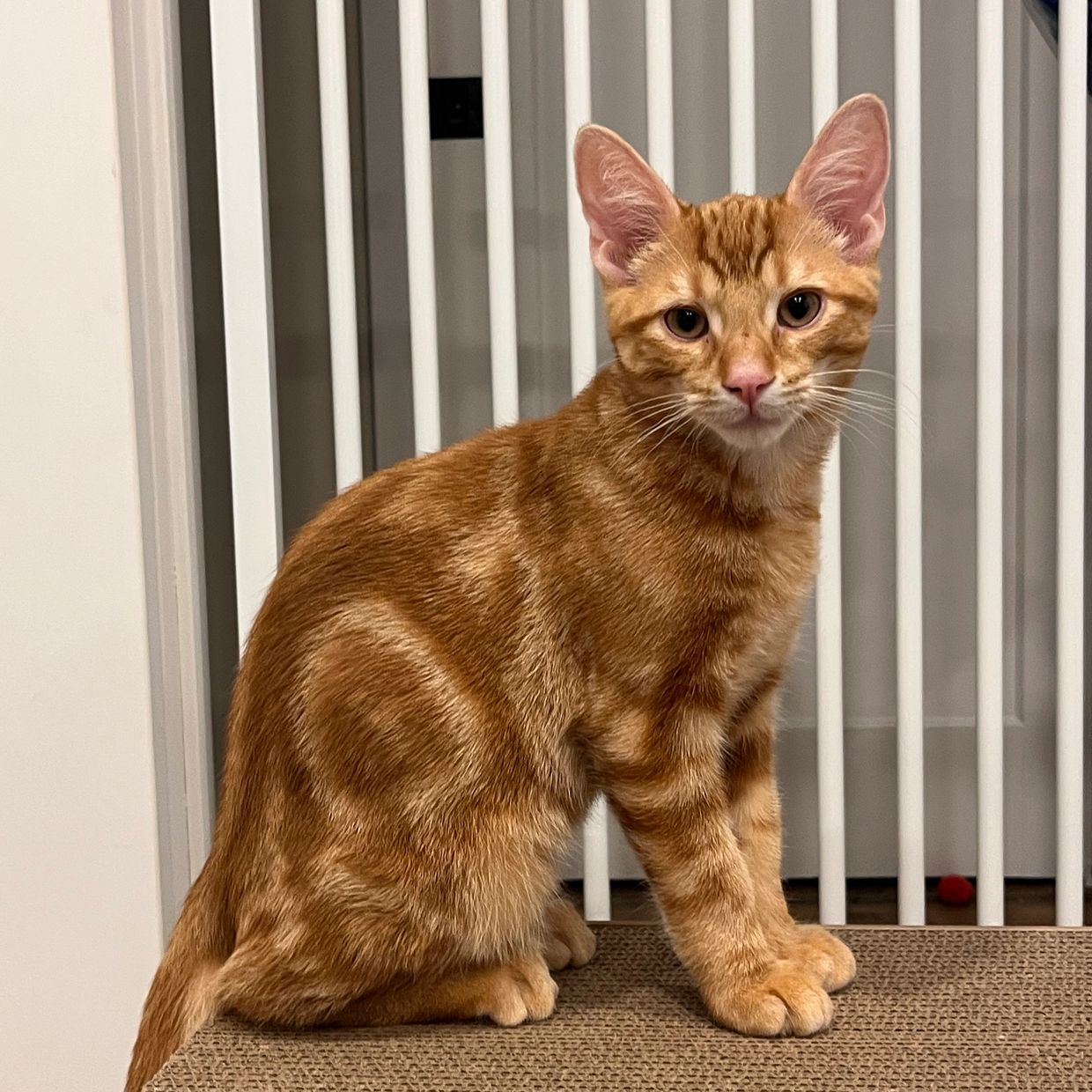 Orange tabby cat sitting and looking forward.