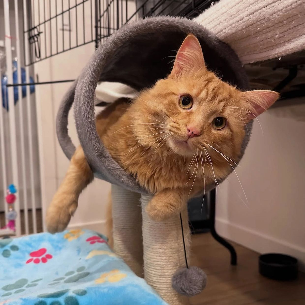 Orange cat lounging in a grey cat tunnel.