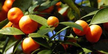 Oranges hanging on a tree