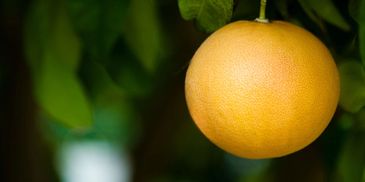 Grapefruit on a tree