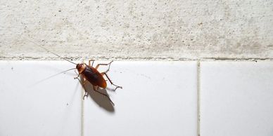 Cockroach Treatment