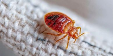 ଓଡ଼ଶ ନିୟନ୍ତ୍ରଣ Bed Bugs Control Bhubaneswar