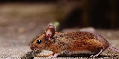 Rat Control 