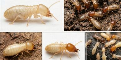  termite treatment in Bhubaneswar