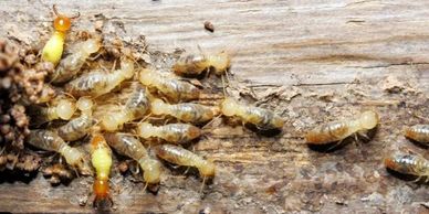 Termite Treatment 