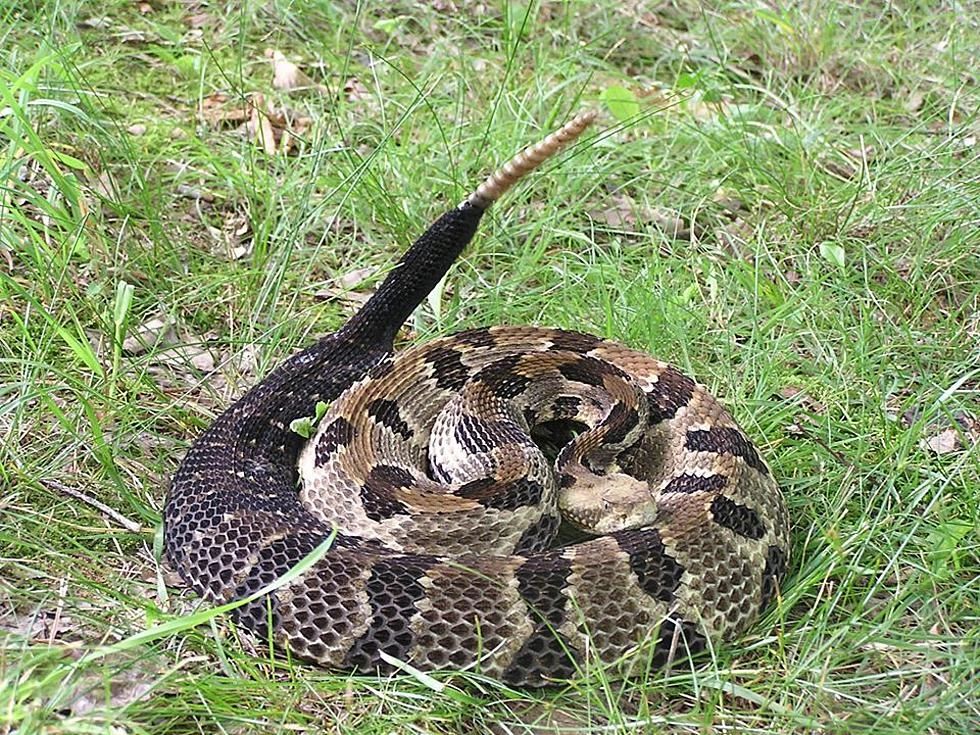 A Snake Story