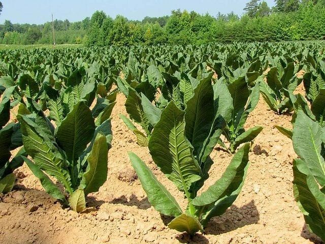 tobacco allotment Tobacco Farming in Morgan County