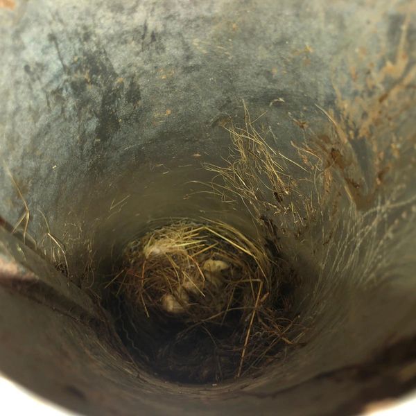 Nest Removal from Dryer Vent in Laurel, MD
