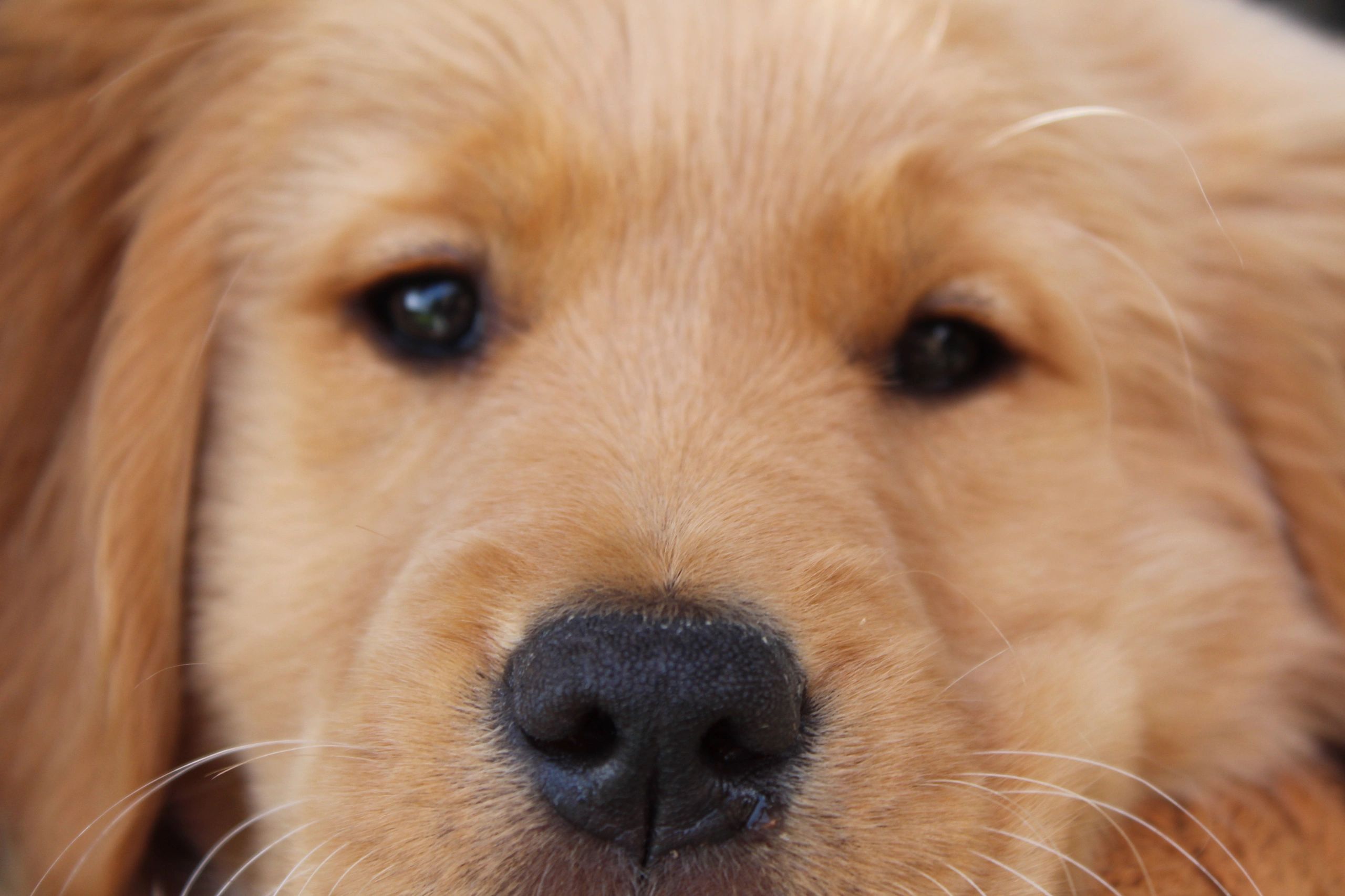 Top Quality Golden Retriever Breeder!