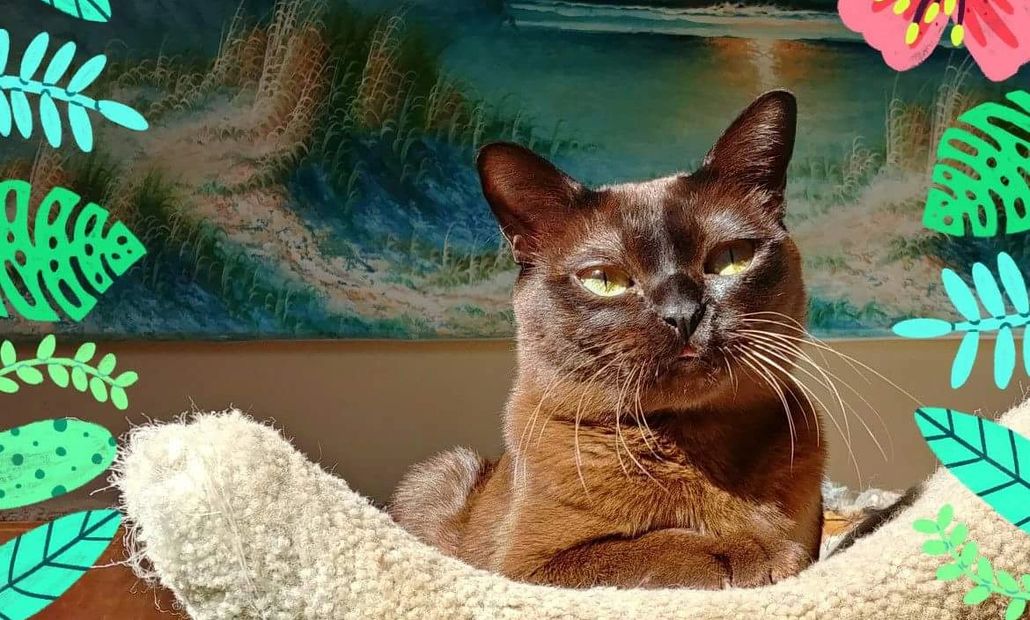 Burmese Cat & Kitten Breed and Adoption Info