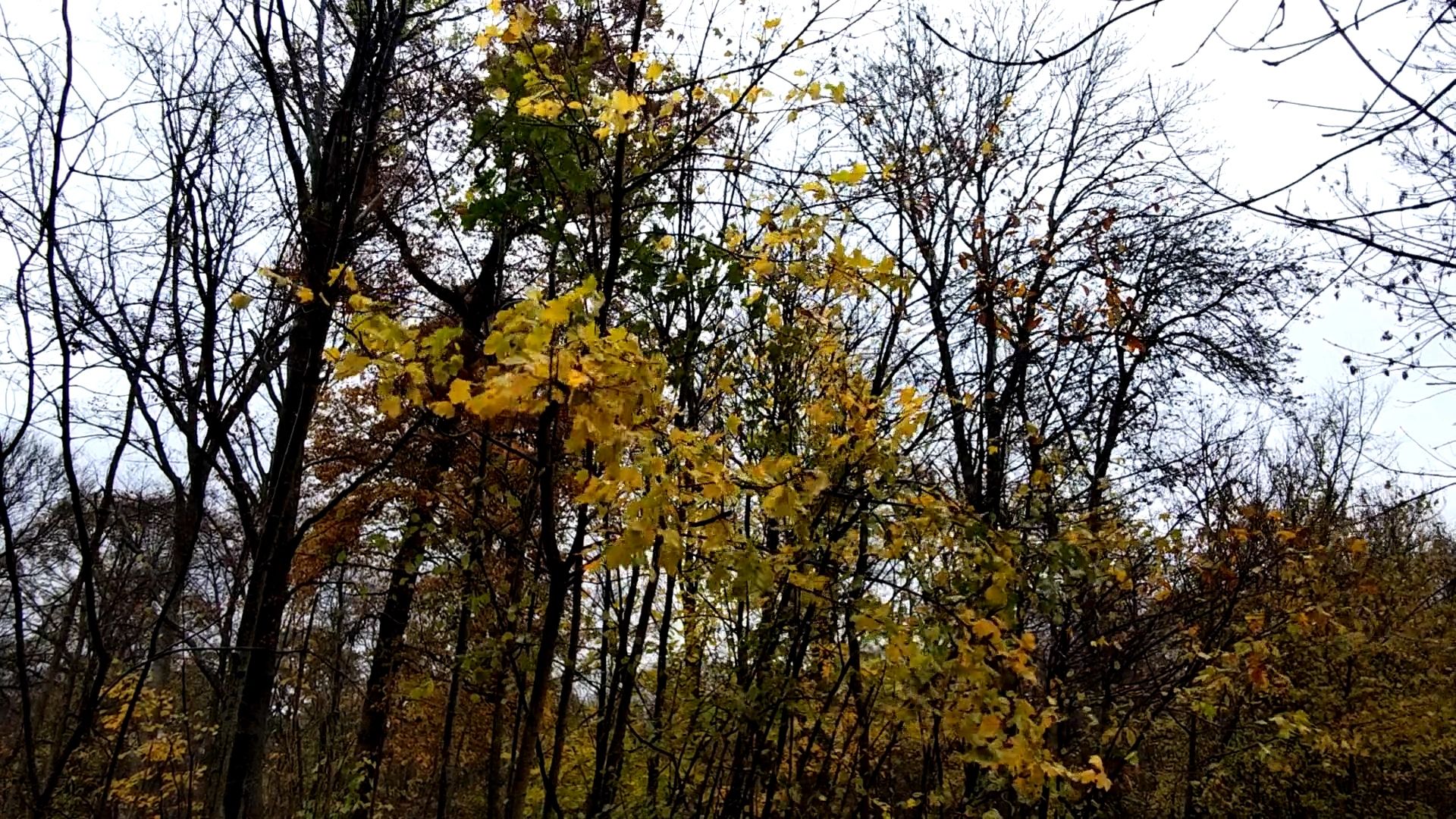 https://img1.wsimg.com/isteam/ip/3aa91dde-6ac6-4225-80f2-e7d5c93bdb77/thumbnails/thumbnail-1b8af8b2-f2a3-4104-a8d2-9835acc76d80.png