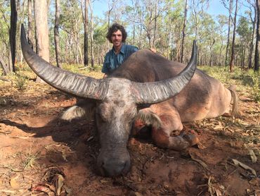 water buffalo hunting 