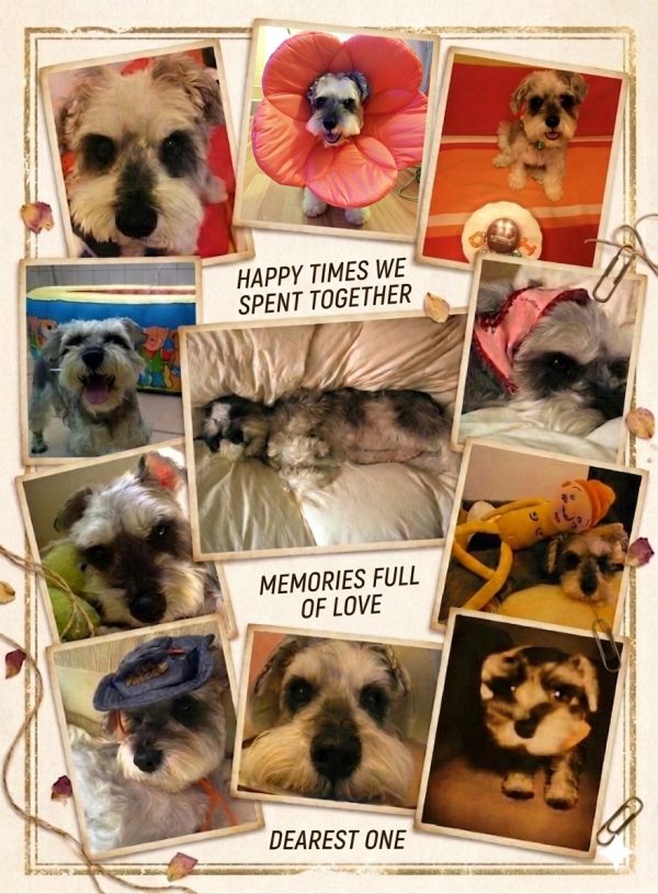 Collage of adorable dog moments with loving captions.