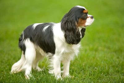 King Charles Spaniel standing on grass.