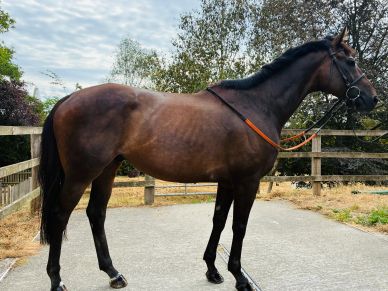 A brown horse tied with reins stands on a paved path.