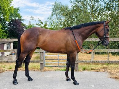 A brown horse standing sideways on a paved surface.