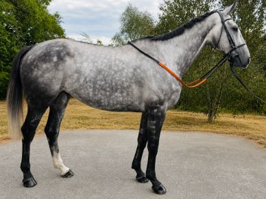 Grey horse standing outdoors on a paved area.