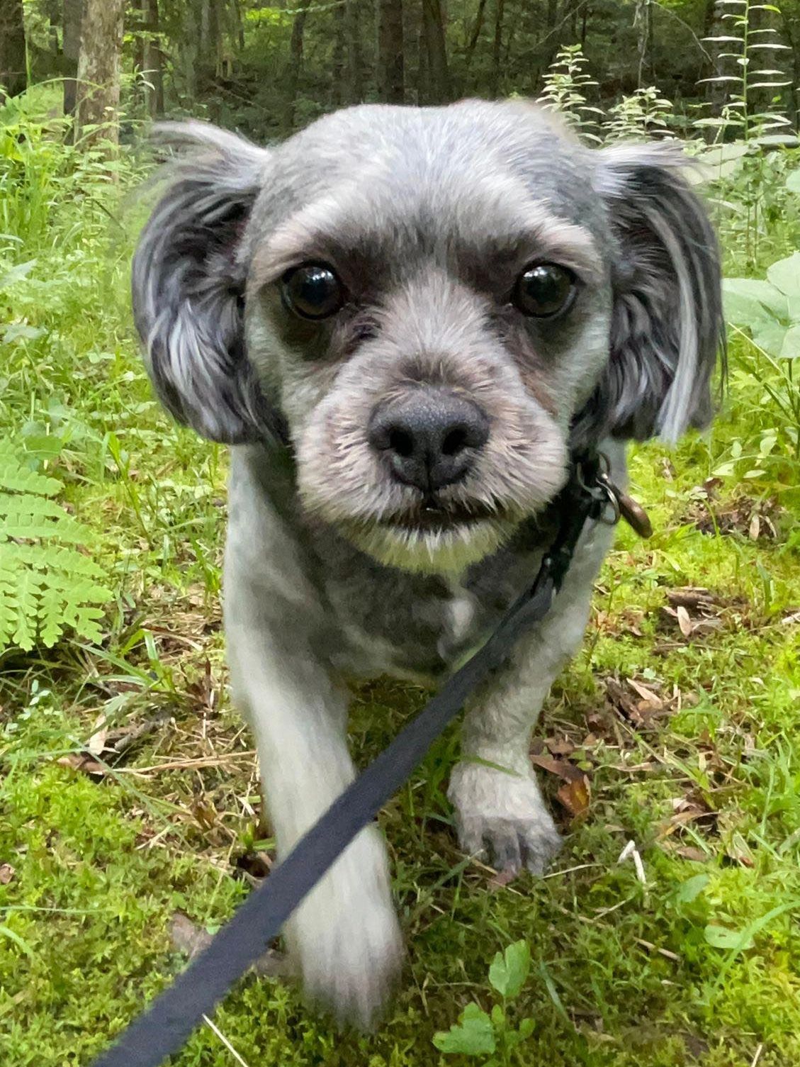 Haven Dog Rescue: Transforming Lives with Compassion and Care