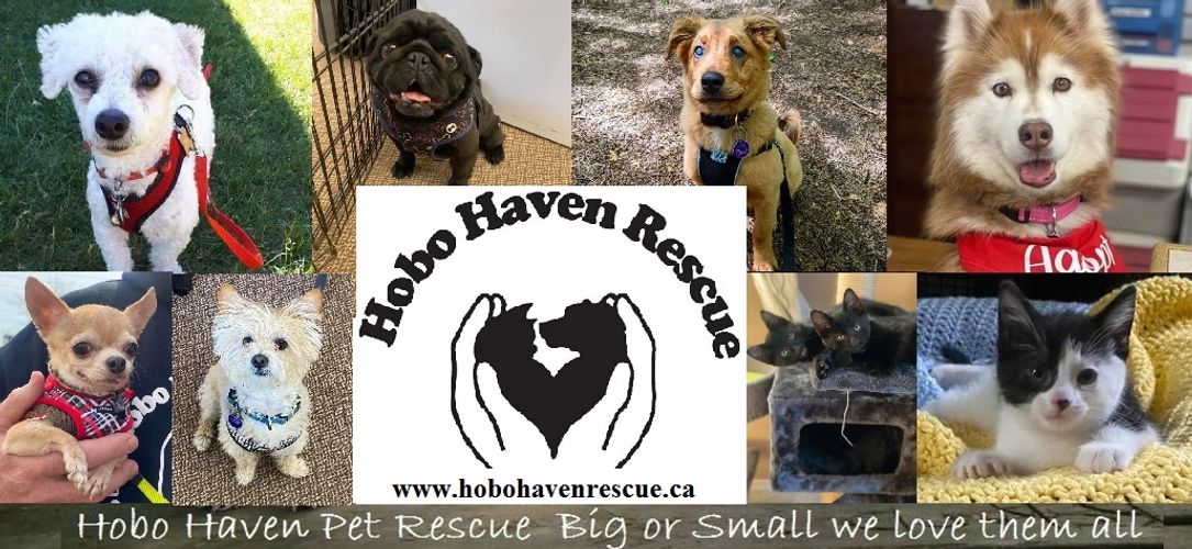 Hobo Haven Rescue