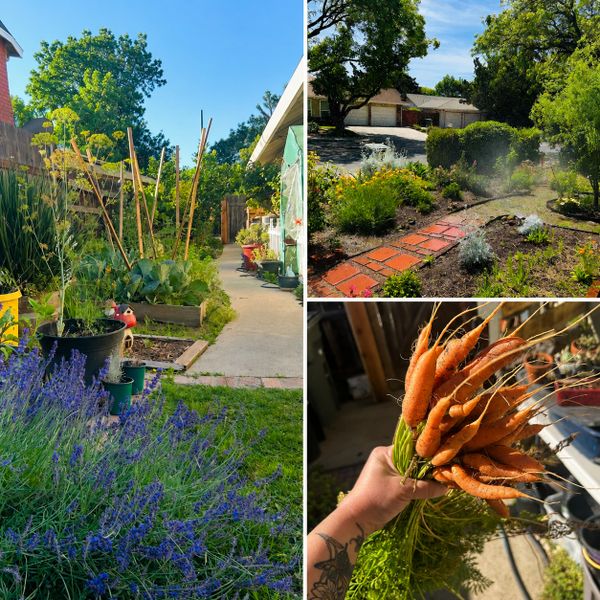 A thriving garden with lush plants, a brick pathway, and freshly harvested carrots.