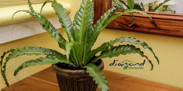 Green potted plant with wavy leaves on a wooden table near a mirror.