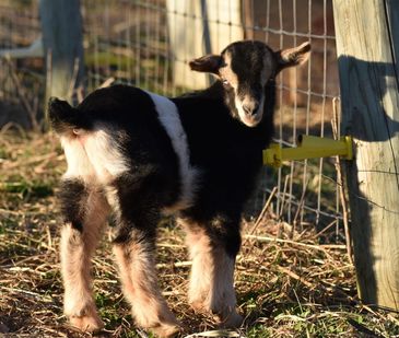 Young black and white goat kid standing near a fence.