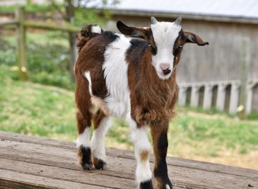 A young brown and white goat standing on wooden planks.