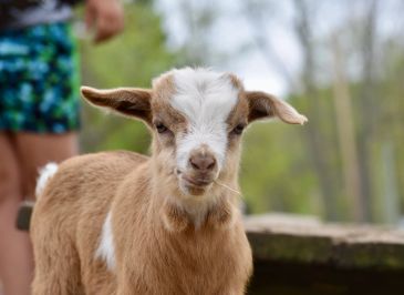 A young brown and white goat outdoors.