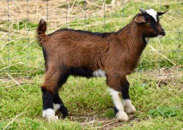 A young brown goat with white markings.