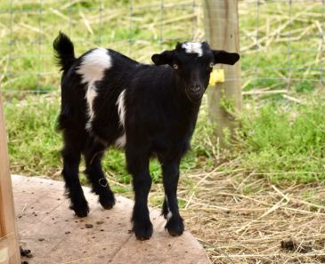 Small black and white baby goat standing on wooden surface.