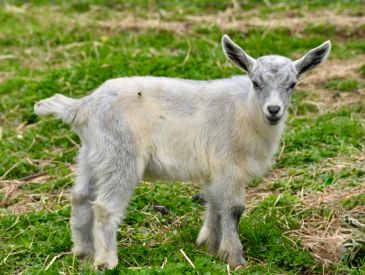 Fluffy baby goat standing on grass.