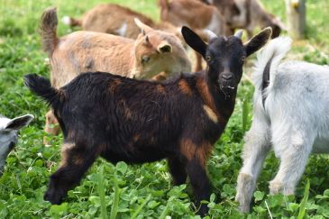 A black baby goat in a grassy field.